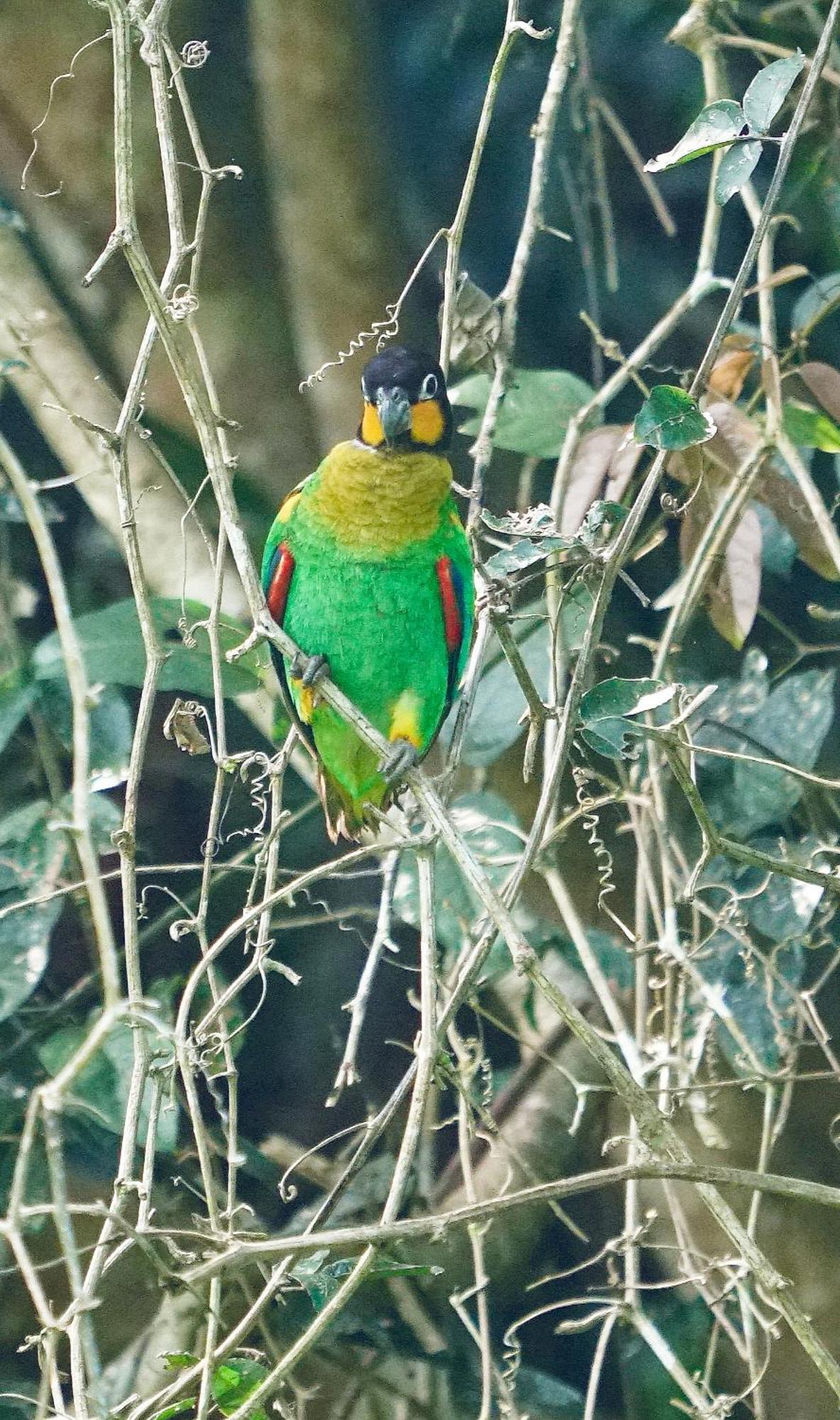 Grand Amazon Lodge And Tours Paraíso Eksteriør billede