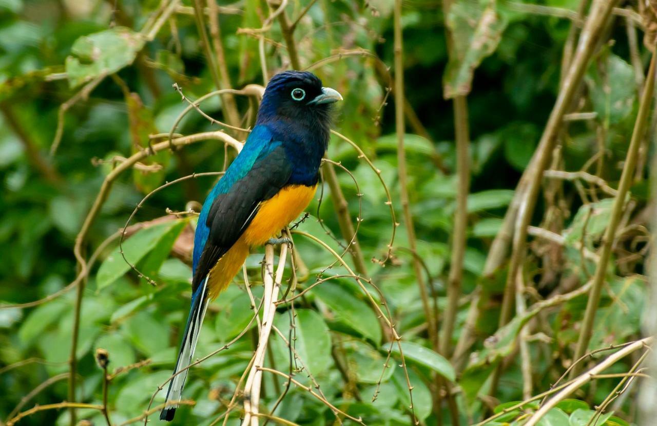 Grand Amazon Lodge And Tours Paraíso Eksteriør billede