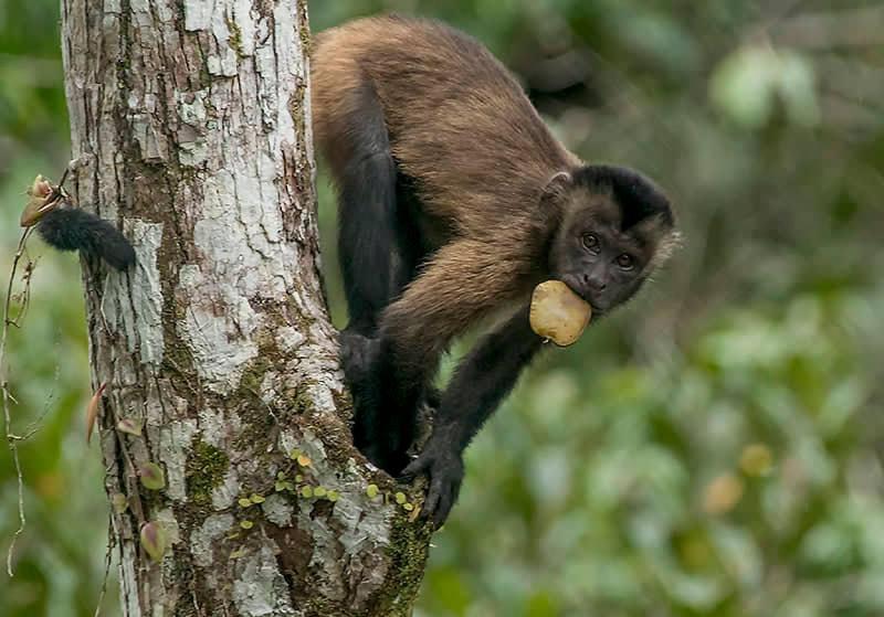 Grand Amazon Lodge And Tours Paraíso Eksteriør billede